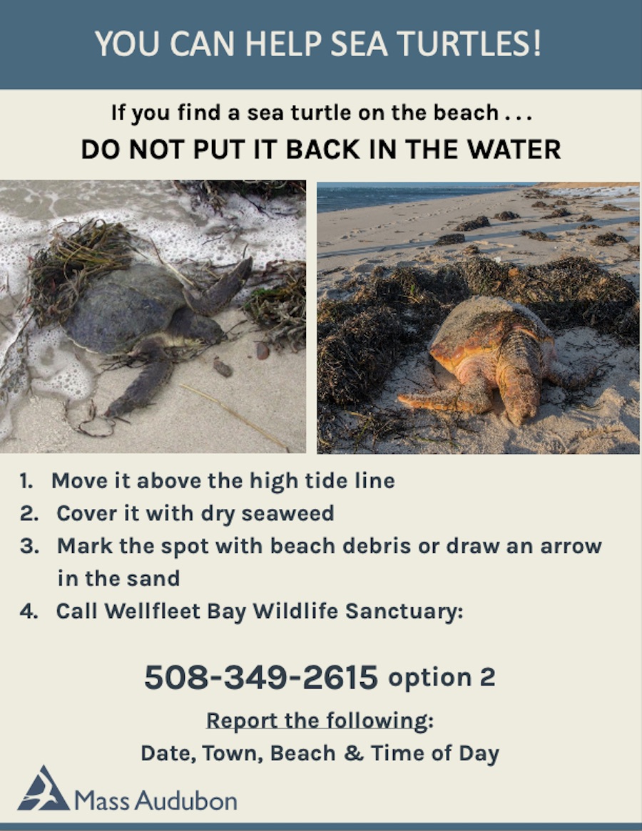 Beach Sign for Cold Stunned Turtles Beach Sign for Cold Stunned Turtles