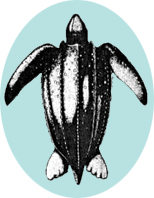 line drawing of a leatherback turtle