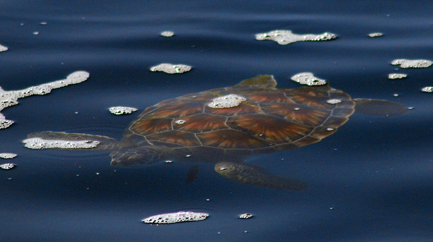 Green Turtle photo by Krill Carson, NECWA Kemp's ridley photo by J. Gwalthney, F/V Eileen K