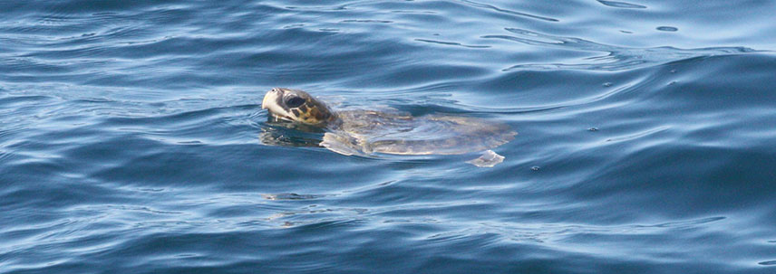 1st Kemp's ridley photo