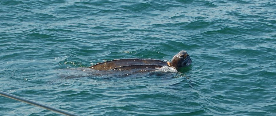 1st leatherback photo