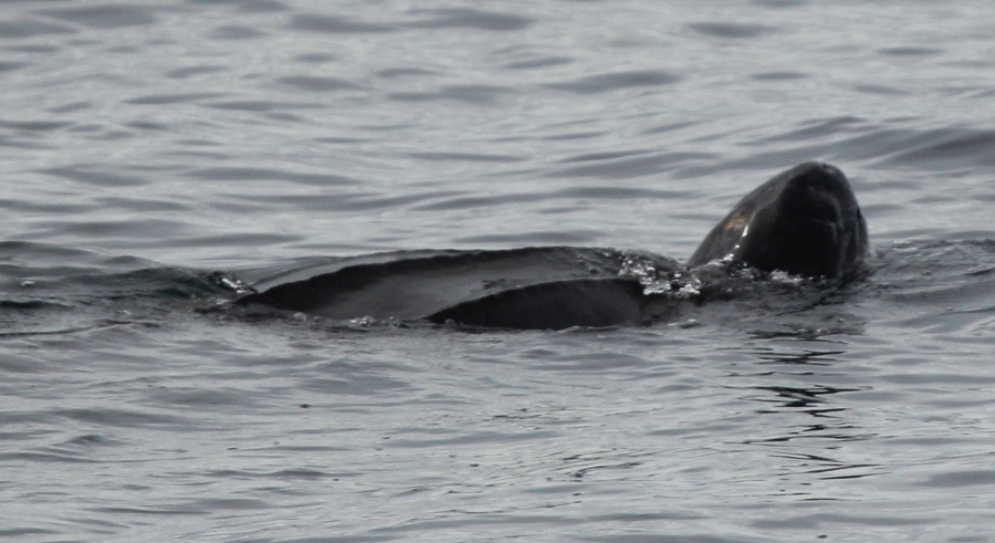 Swimming Leatherback, photo Melanie White, Granite State Whalewatch 11th leatherback photo