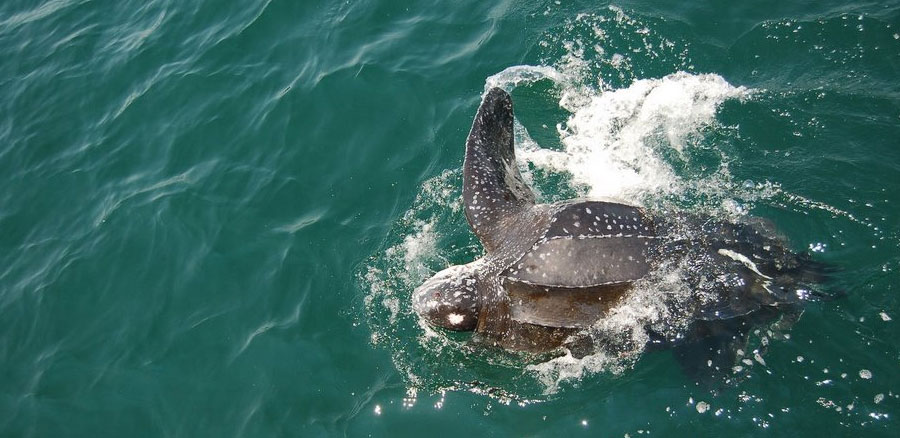 2nd leatherback photo