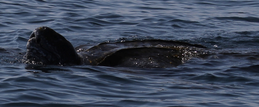 5th leatherback photo