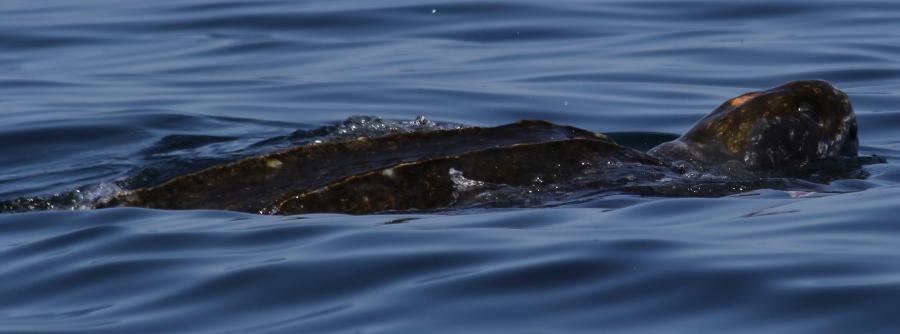 6th leatherback photo