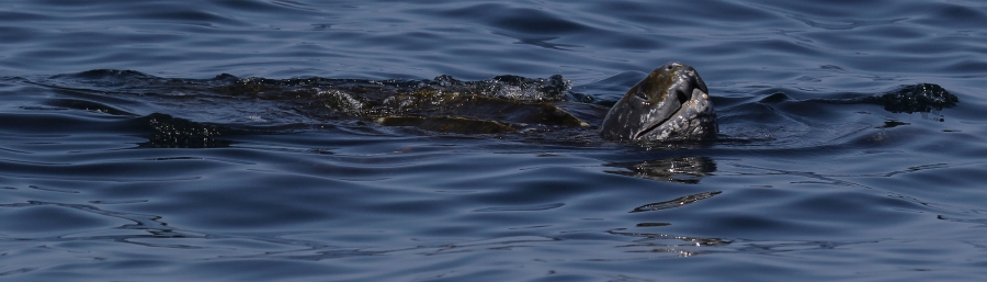 7th leatherback photo