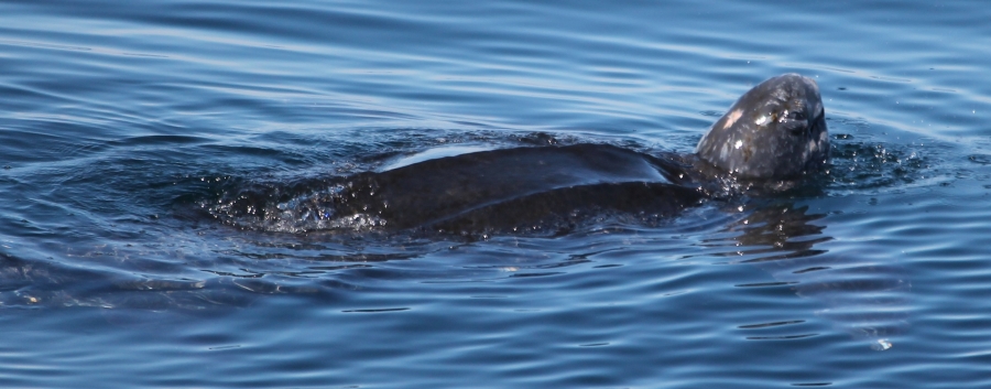 8th leatherback photo