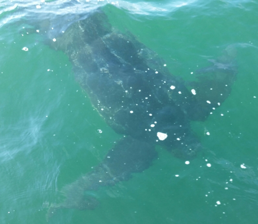 9th leatherback photo