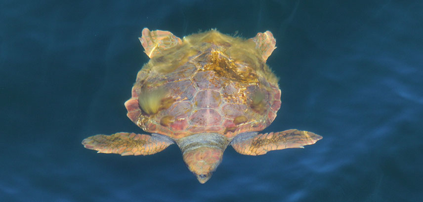 1st loggerhead photo
