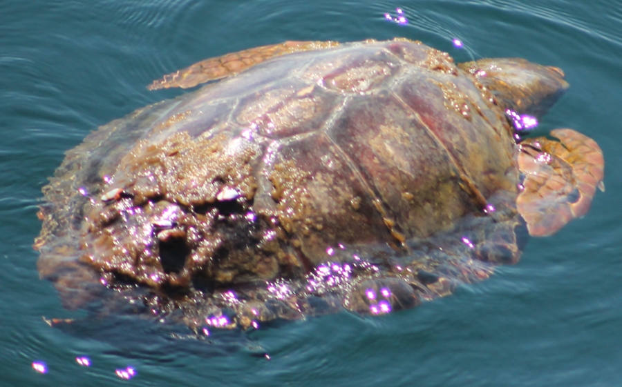 11th loggerhead photo