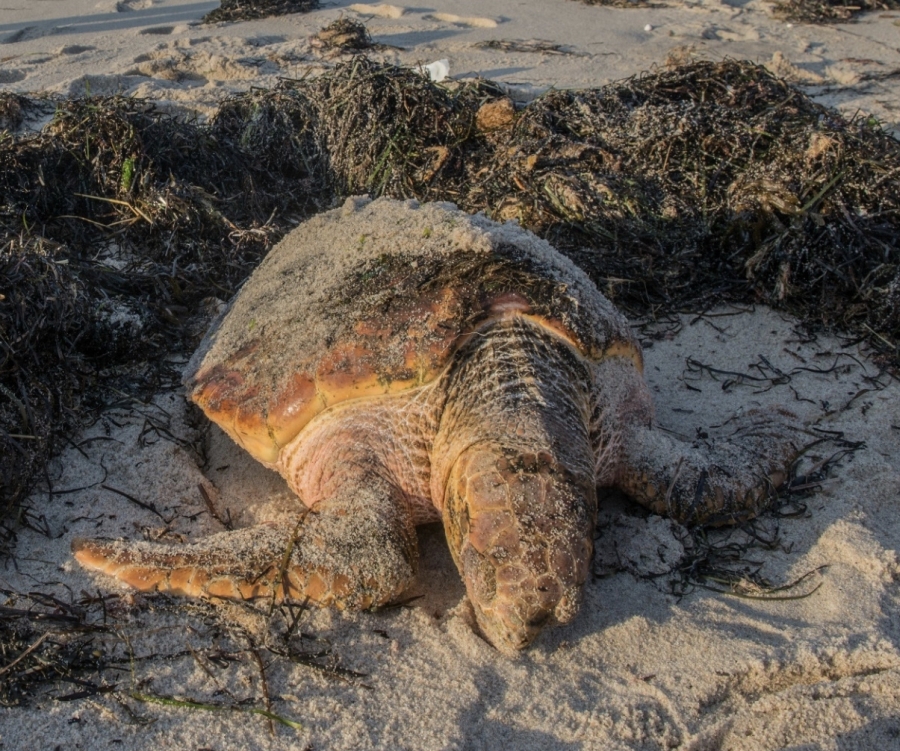 Cold-stunned loggerhead sea turtle Cold-stunned loggerhead sea turtle