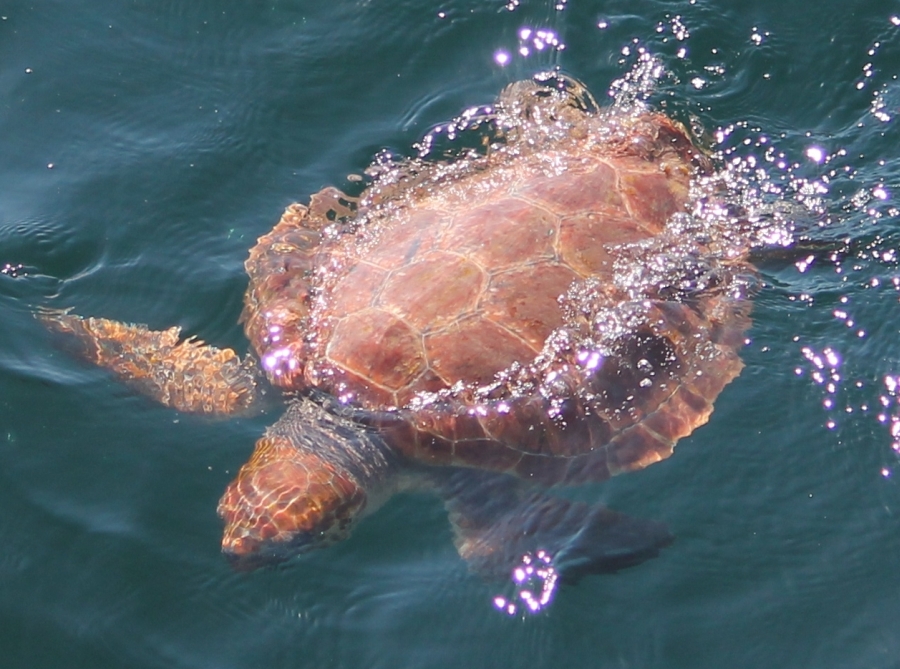 9th loggerhead photo