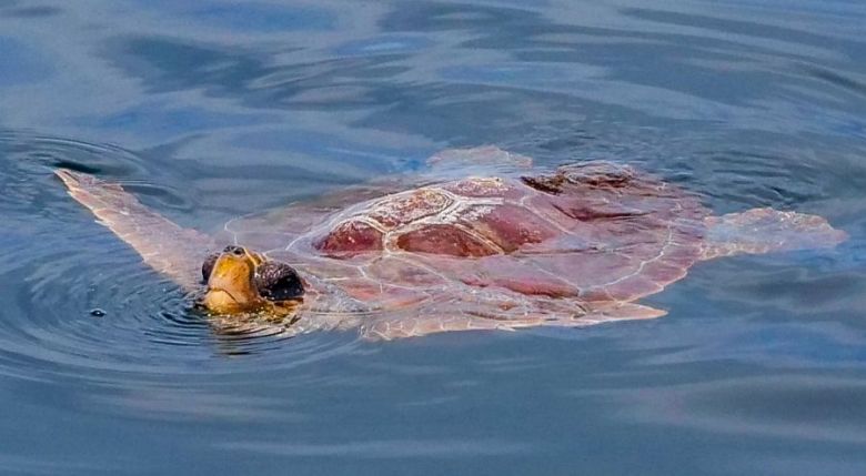 Loggerhead catching a breath at the surface. Photo by Susan Wrisley Loggerhead catching a breath at the surface. Photo by Susan Wrisley