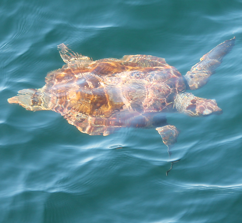 Loggerhead photo by Amy Warren, Newburyport Whale Watch Loggerhead photo by Amy Warren, Newburyport Whale Watch